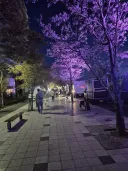 꽃놀이 시즌에 한밤중 라이트쇼 하면