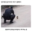 엄마를 잃어버린 애기 올빼미