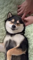 아앙 더..더 깊게... 앙 기..기모찌...
