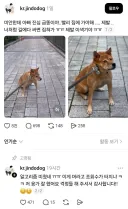 산책 중 급똥 터진 견주