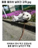 돌풍 불어서 날아간 강아지.jpg