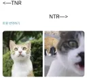 길고양이 NTR 산업 근황