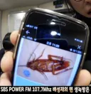 혐)코요태 빽가가 미국에서 본 바퀴벌레 크기