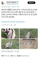 무늬가 특이한 태국 토종 고양이