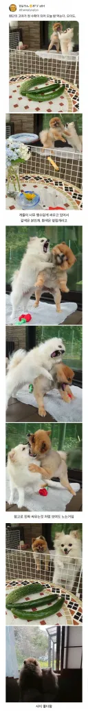 오이 사진을 올렸는데 강아지가 화제된 트윗.jpg