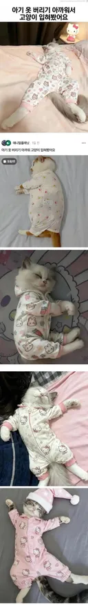 아기 옷 버리기 아까워서 야옹이 입혀 봤어요 (펌)