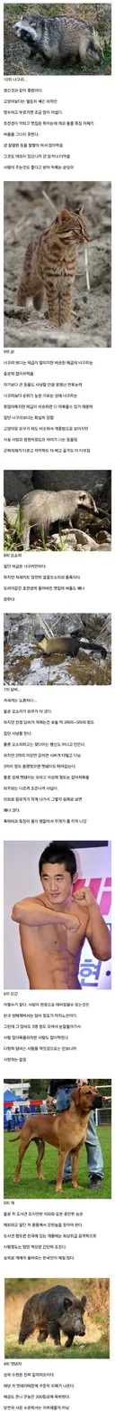 우리나라에 흔히 사는 포유류 전투력 순위