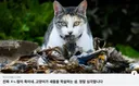 펌] 길고양이의 중요성.