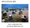 모자 매니아 라는 성게 (펌)