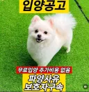 존내 커여운 새끼 댕댕이인데 파양당함 ㅜㅜ