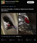 현실 사륜안 가진 동물