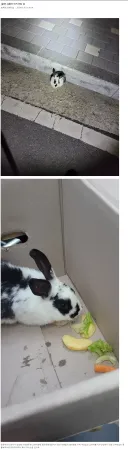 운동하다 토끼 주운 디시인.jpg