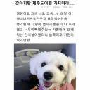 개한테 의사도 안 묻고 여행 가면 벌어지는 일
