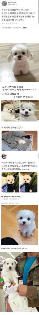 강아지의 사랑을 받아 본 사람은 이전으로 돌아갈 수 없다