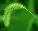 섬놈의 어린시절 추억, 쏙을 아시는지요