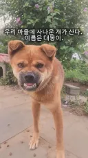 동네 사나운개 천사로 만드는 비법