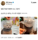 발톱 깎을 때 헬멧 쓰는 고양이