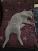 우리집 고양이 누워있는것 좀 보셈...