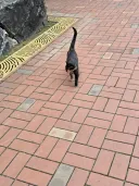 난 사실 길냥이 좋아함...