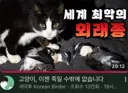 새덕후 vs 캣맘 논쟁에서 가장 큰 패착