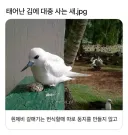 태어난김에 대충 사는 새
