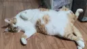 난 고양이 혐오가 있어