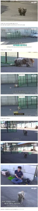 세상에서 가장 쉬웠다는 유기견 누렁이 포획