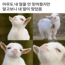 알고보니 내 말이 맞았을때 표정 ㅎㅎ