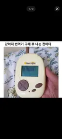 동물 번역기를 돌려보았다