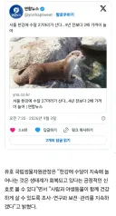 서울 한강에 수달 27마리가 산다4년 전보다 2배 가까이
