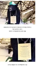 마법의하얀 밀가루 40kg먹은 곰의 최후