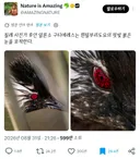 칠레 사진 작가가 찍은 흰술논병아리 사진이 트위터에서 화제되고 있다.twt