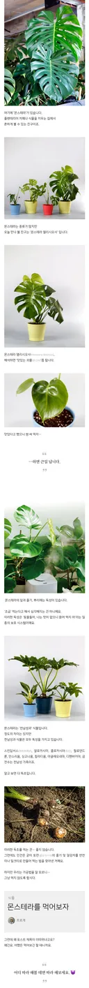 몬스테라 먹어본 드루이드