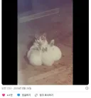 토끼 회의에 잠입하려는 고양이.jpg