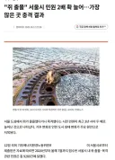 고양이는 좋아하지만 오히려 도시쥐는 늘었는데?