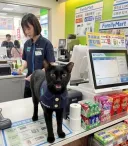 고양이 살 처분
