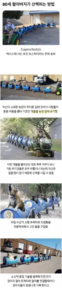 80세 어르신의 댕댕이 산책법