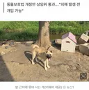 마당개 옴짝달싹 힘든 '1m 목줄' 묶어 방치땐 100만원 과태료 추진