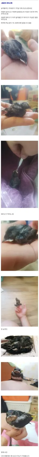 주운 제비 키워 방사한 현대판 흥부 아재