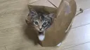 냥줍한 고양이 이상한 루틴 생겼네 ㅋㅋㅋㅋ