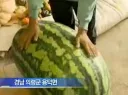 한국인들은 수박하나 들고다니면 귀빈 취급 해준다니깐?