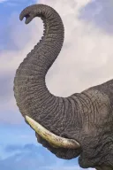 콩고 공룡 모켈레 음벰베(Mokele Mbembe)의 얼굴사진