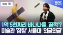 벽에 걸린 바나나 전시에서 의외로 흔한거