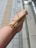 사마귀 잡았음!