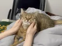 고양이 얼굴 마사지 부작용: 녹는다 💆