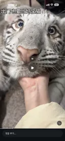 딱 봐도 엄청 순둥순둥한 중국 흰고양이.gif