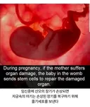 산모의 장기가 손상되면 뱃속의 아기가 하는 행동.jpg