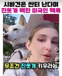 시바견은 싼티 난다며 진돗개 택한 미국인 팩폭