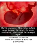 산모 건강이 안좋아지면 반응한다는 뱃속 아기의 놀라운 능력 (펌)