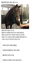 경주에서 져서 우는 말 ㅜㅜ